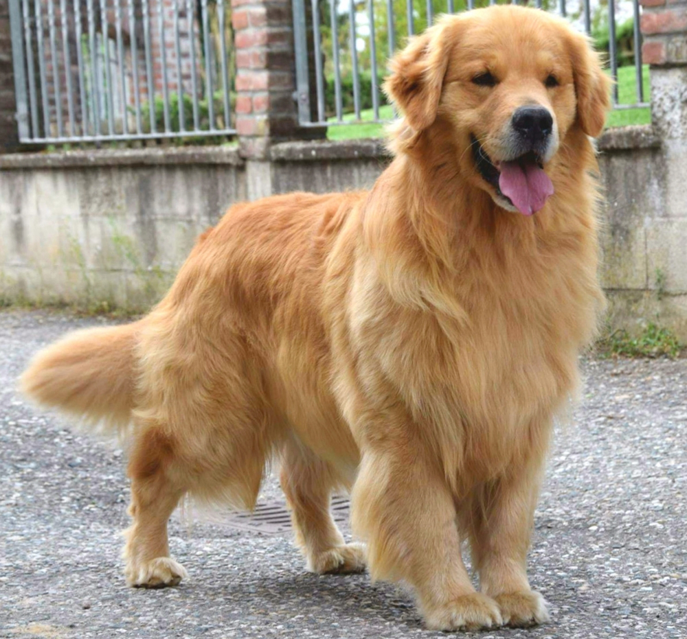 Allevamento Golden Retriever Americano Angelorso