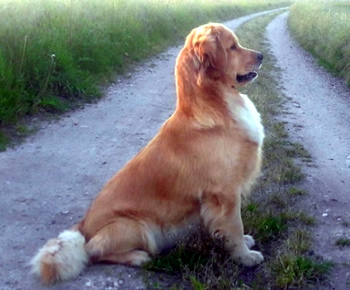 American Golden Retriever