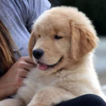 Cucciolo Golden Retriever Americano