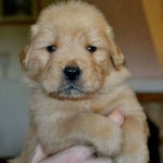 Cucciolo Golden Retriever Americano