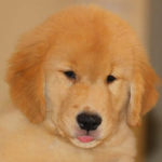 Cucciolo Golden Retriever Americano