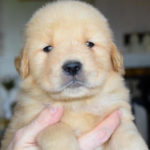 Cucciolo Golden Retriever Americano