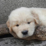 Cucciolo Golden Retriever Americano