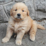 Cucciolo Golden Retriever Americano