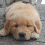 Cucciolo Golden Retriever Americano