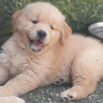 Cucciolo Golden Retriever Americano