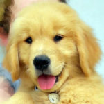 Cucciolo Golden Retriever Americano