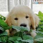 Cucciolo Golden Retriever Americano