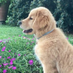 Cucciolo Golden Retriever Americano