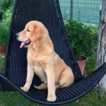 Cucciolo Golden Retriever Americano