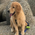 Cucciolo Golden Retriever Americano