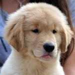 Cucciolo Golden Retriever Americano