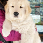 Cucciolo Golden Retriever Americano