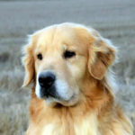 Galleria Golden Retriever Americano