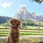 Galleria Golden Retriever Americano