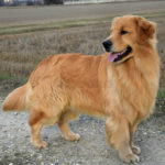 Galleria Golden Retriever Americano