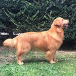 Galleria Golden Retriever Americano