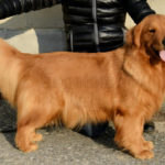 Galleria Golden Retriever Americano