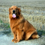 Galleria Golden Retriever Americano