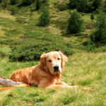 Galleria Golden Retriever Americano