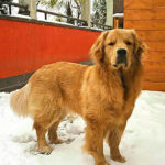 Galleria Golden Retriever Americano