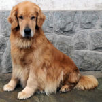 Galleria Golden Retriever Americano