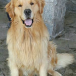 Galleria Golden Retriever Americano