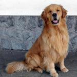 Galleria Golden Retriever Americano