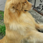 Galleria Golden Retriever Americano