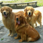 Galleria Golden Retriever Americano