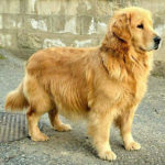 Galleria Golden Retriever Americano