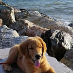 Galleria Golden Retriever Americano