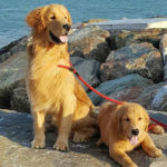 Galleria Golden Retriever Americano