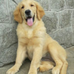 Galleria Golden Retriever Americano