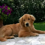 Galleria Golden Retriever Americano