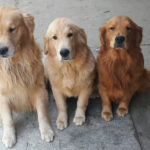 Galleria Golden Retriever Americano