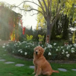 Galleria Golden Retriever Americano