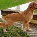 Galleria Golden Retriever Americano