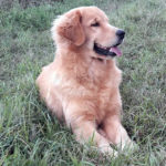 Galleria Golden Retriever Americano