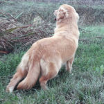 Galleria Golden Retriever Americano