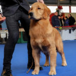 Galleria Golden Retriever Americano