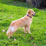 Galleria Golden Retriever Americano