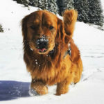 Galleria Golden Retriever Americano