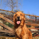 Galleria Golden Retriever Americano