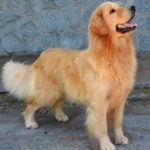 Galleria Golden Retriever Americano