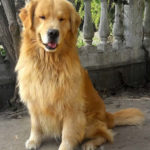 Galleria Golden Retriever Americano