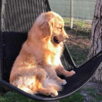 Galleria Golden Retriever Americano