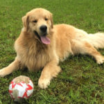 Galleria Golden Retriever Americano