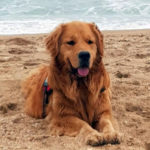 Galleria Golden Retriever Americano