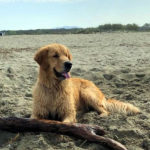 Galleria Golden Retriever Americano